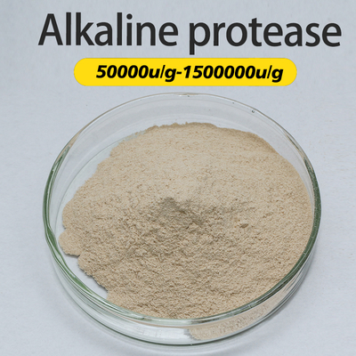 2.4L Protease Enzyme In Food Industry Providing Enzyme Preparation Sample