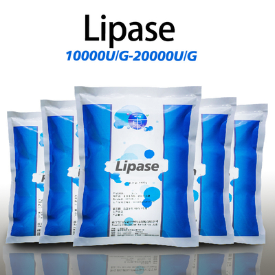 Water Soluble Lipase In Bread 10000U/G-20000U/G Lipase Enzyme Powder