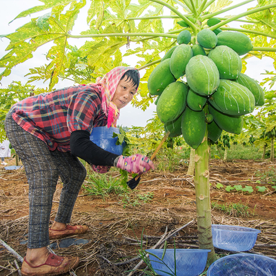 Pharmaceutical Grade Papaya Contains Papain Customized Papain Food Grade