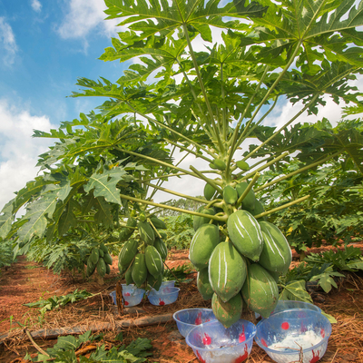 Papaya Enzyme 300USP-6000USP Raw Materials For Drug And Health Product Production