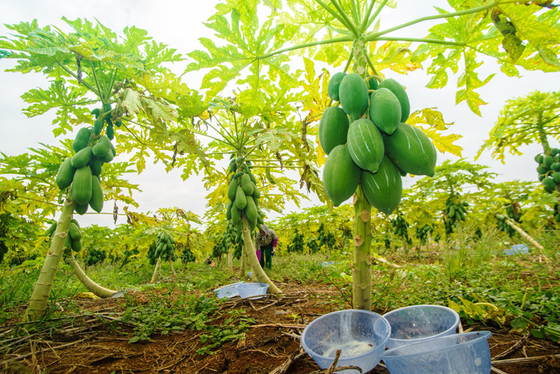 Papaya Papain Enzyme 300USP-6000USP  For Protein , Feed And Medicine