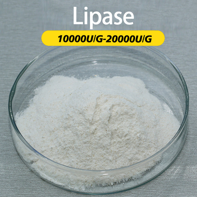 Enzyme That Breaks Down Fatty Acids 20000U/G Lipase For Baking