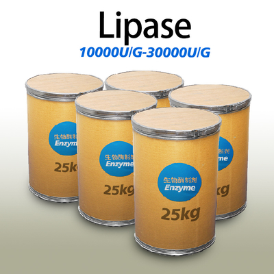 White Powder Enzyme Of Fats 20000U/G Lipase Customized Enzyme Activity