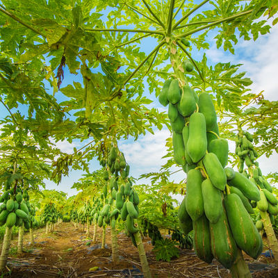 Application of Ultra Refined Papain in  Food health Pharmaceutical products