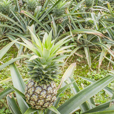 Bromelain pineapple enzyme use in industry of pharmaceutical health products and cosmetics