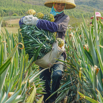 Application of bromelain powder 1200gdu No-9001-00-7 in food Medicine