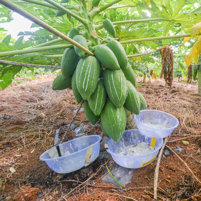 papain enzyme powder 6000USP inFood processing and pharmaceutical raw materials