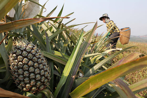 bromelaine biotics 2400GDU use in industry of pharmaceutical