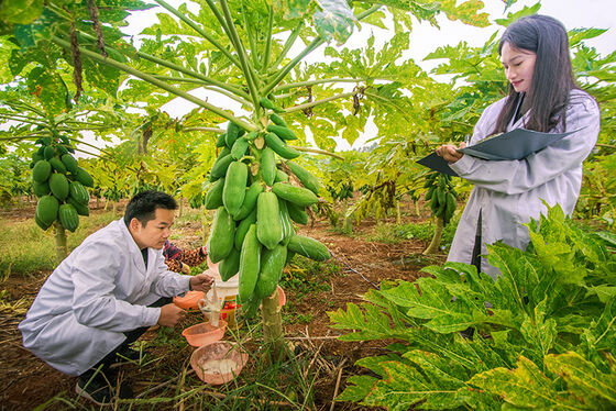 Papain from papaya latex CAS No.9001-73-4 use in industry of food medicine