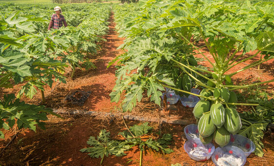 crude papain 50TU/MG-1000TU/MG use in industry of food and medicine raw 