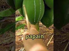 300USP-6000USP Papain Enzyme Protease Enzyme Activity Customized