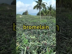 600GDU Bromelain Enzyme Foods Customized Protease Hydrolysis