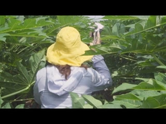 300USP-6000USP Papaya Extract Enzyme Protease Enzyme Activity Customized