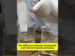 alkaline protease enzyme 2.4l Used for protein peptide processing