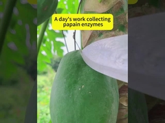 organic papaya enzyme Powder like, fully soluble in water