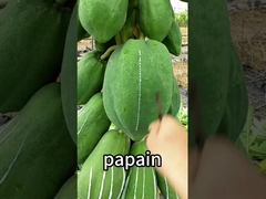 papaya protease 300USP-6000USP 