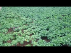 papaya papain enzyme 300USP-6000USP Used for protein, feed, and medicine