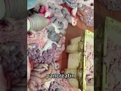 enzymes of pancreatic juice 2000 FSSC22000, MUI, Kosher system certification Protease manufacturers