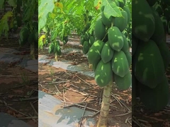papaya protease enzyme 300USP-6000USP Protease manufacturers, raw material planting bases,
