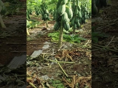 Papain From Papaya 50TU/MG-1000TU/MG For Protein Feed And Medicine Customizing Enzyme Activity