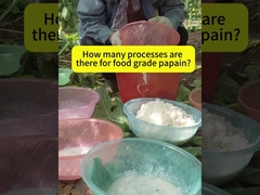 enzym papain 300USP-6000USP Protease manufacturers,