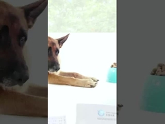 Proteolytic Foods Alkaline Protease 300000u/G For Protein Feed And Medicine