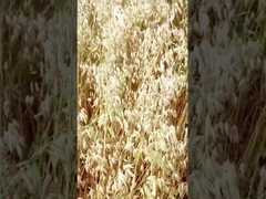 Food Grade & Industrial Grade Bacterial Alpha Amylase 