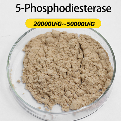 loại 5 phosphodiesterase 20000U/G Enzyme nhà sản xuất enzyme hoạt động enzyme enzyme tùy chỉnh với lợi thế giá